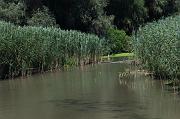 267-Delta del Danubio,7 agosto 2011